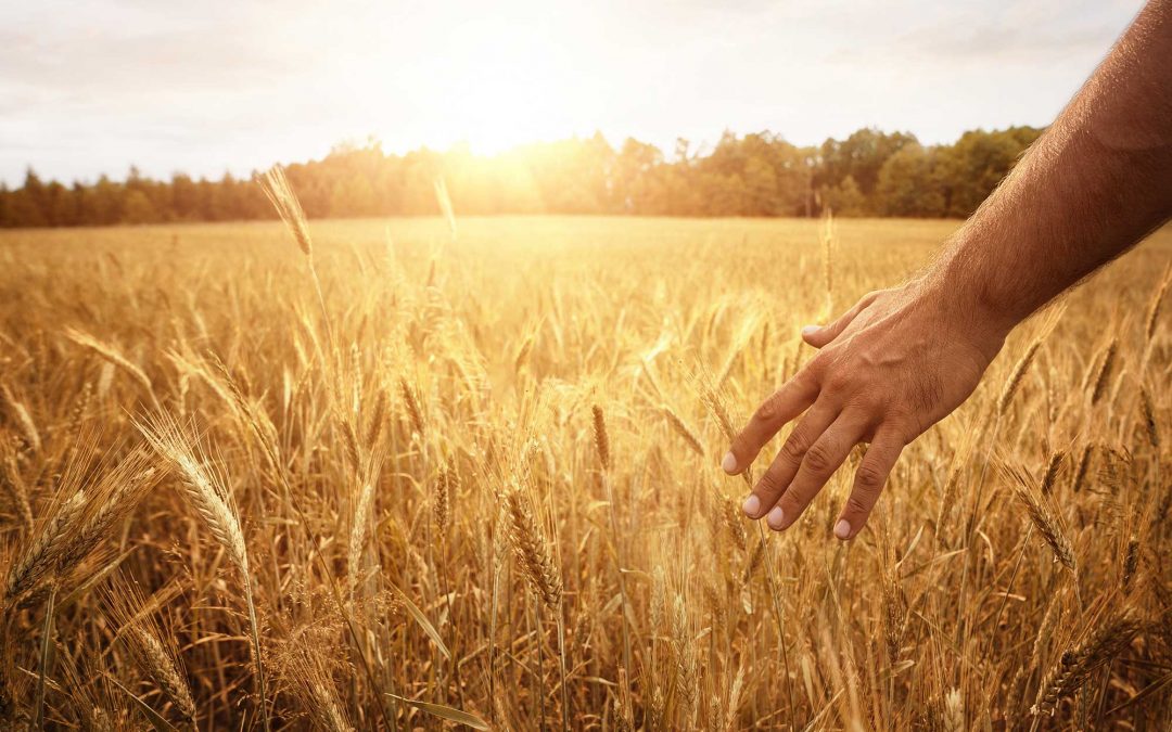 Dal grano al pane il prezzo si moltiplica 17 volte