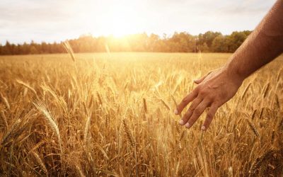 Dal grano al pane il prezzo si moltiplica 17 volte